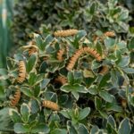 Zniszczone liście bukszpanu przez ćmę