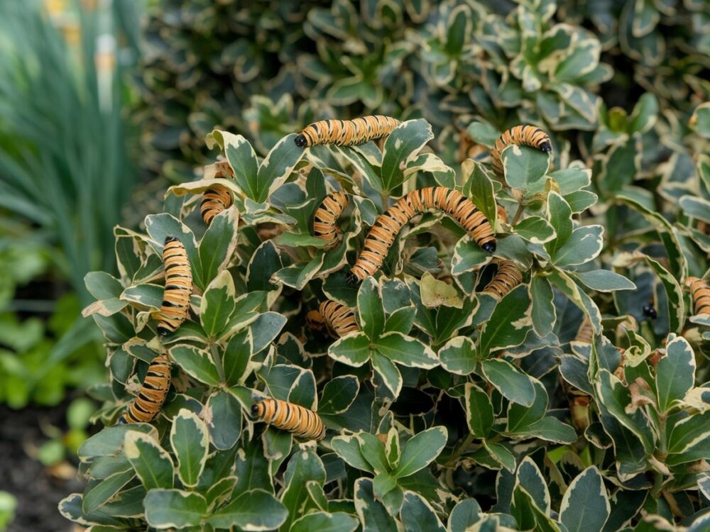 Zniszczone liście bukszpanu przez ćmę